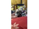 Cuccioli di chihuahua