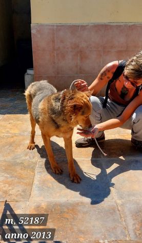 SENZA NOME SOLO UN NUMERO DI CHIP 380260 CANE IN ADOZIONE - Foto 2