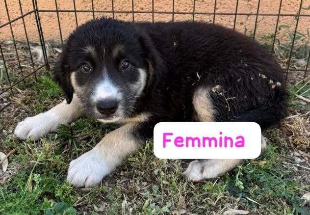 CUCCIOLI 3 MESI - Foto 2