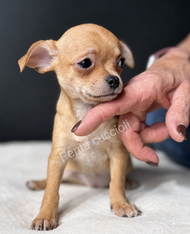 Csandra - Chihuahua toy femmina di 3 mesi, dolce e mansueta - Foto 2