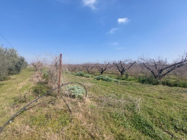 Vendesi - Appezzamento agricolo con abitazione, autorimessa e deposito a soli 5 - Foto 5