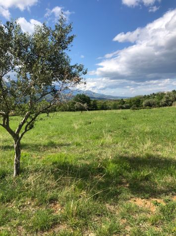 Ampia Tenuta Agricola in Abruzzo - Foto 2