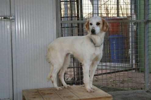 DALIA, di nome e di fatto - Foto 3