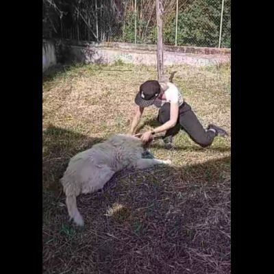 RUNNER cerca casa CANE IN ADOZIONE - Foto 7