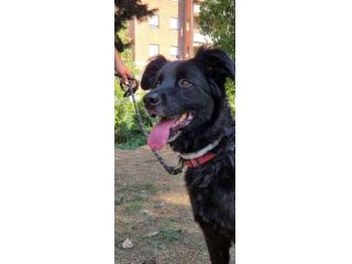 Sanson 7 anni cerca una bella adozione