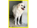 TRUMAN, MIX MAREMMANO DOLCISSIMO SOLO IN CERCA CASA