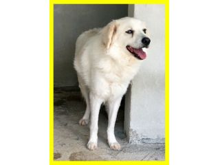 TRUMAN, MIX MAREMMANO DOLCISSIMO SOLO IN CERCA CASA