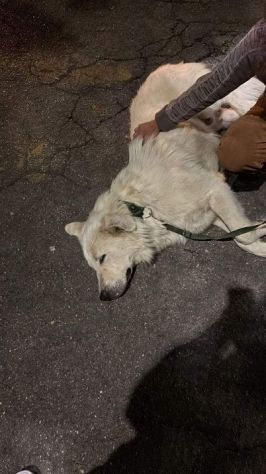 GIOVANE CANE IN ADOZIONE, DOLCISSIMO - Foto 4