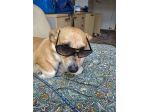 Martino taglia media piccola 12 kg