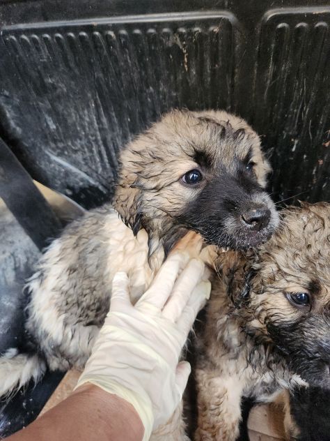 BELL, CUCCIOLA DI DUE MESI - Foto 3