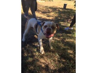 NACHO, bellissimo Bulldog Americano