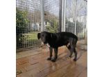 Tommy nero entrato in canile 8anni fa,mai 1chiamata! SOS URBINO