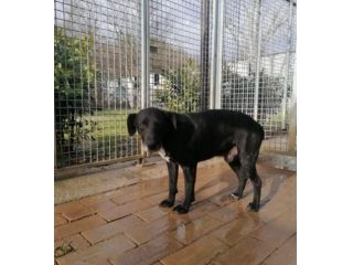 Tommy nero entrato in canile 8anni fa,mai 1chiamata! SOS URBINO