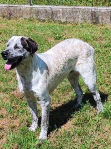 CANE IN ADOZIONE: JAGO nato nel marzo 2022 - Foto 6