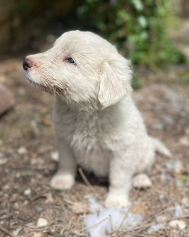 Chiaretta cucciola - Foto 2
