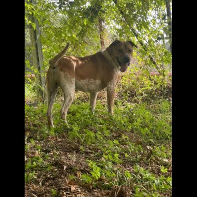 CASPER ALLERGRO E SOCIEVOLE; CANE IN ADOZIONE - Foto 6