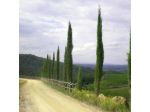 Borgo Carpineto