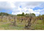 IMMOBILI-ALTRA CATEGORIA-Terreno in San Cono