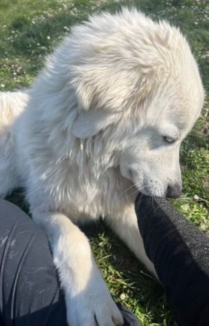 JERRY 2anni splendido maremmano - simpatico! - Foto 5