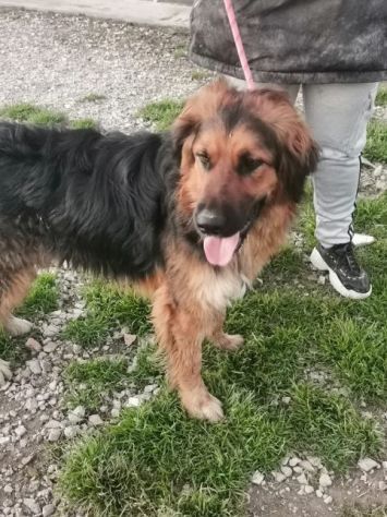 4/5anni mix Pastore pelo lungo bello e buono in canile aspetta ancora. CASERTA - Foto 2