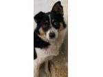 FLO' CAGNOLINA IN ADOZIONE