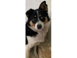 FLO' CAGNOLINA IN ADOZIONE