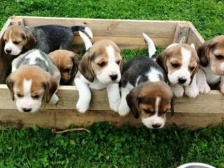 Cuccioli Beagle tricolore dolcezza infinita