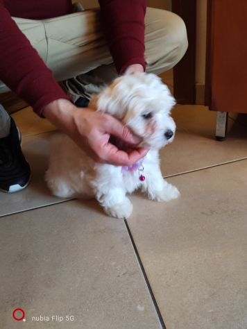 Maltese cucciola - Foto 5