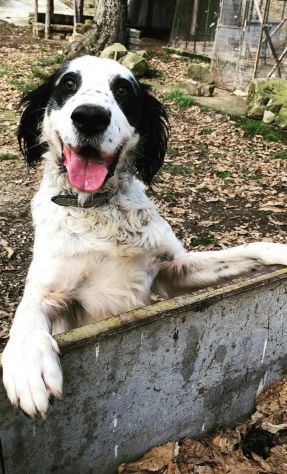 CEDRIC, SETTER INGLESE, UNA MERAVIGLIA CHE CERCA CASA, CANE IN ADOZIONE