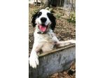 CEDRIC, SETTER INGLESE,  UNA MERAVIGLIA CHE CERCA CASA, CANE IN ADOZIONE