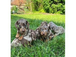 piccoli di bassotto