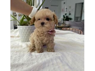 maltipoo toy
