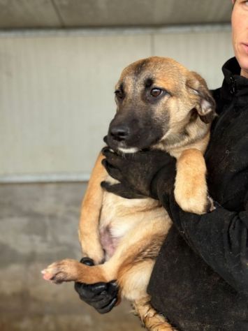 CUCCIOLI IN ADOZIONE: RANDY TENERO LUPETTO TG MEDIA - Foto 3