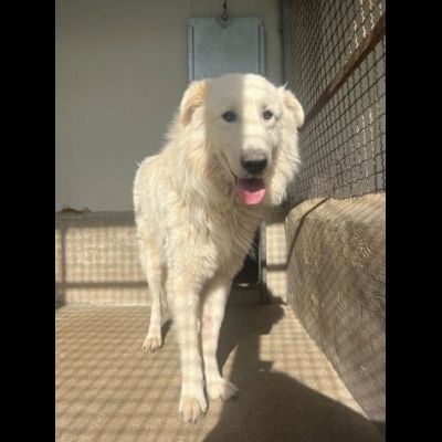 OWELL alla ricerca della libertà, CANE IN ADOZIONE - Foto 4