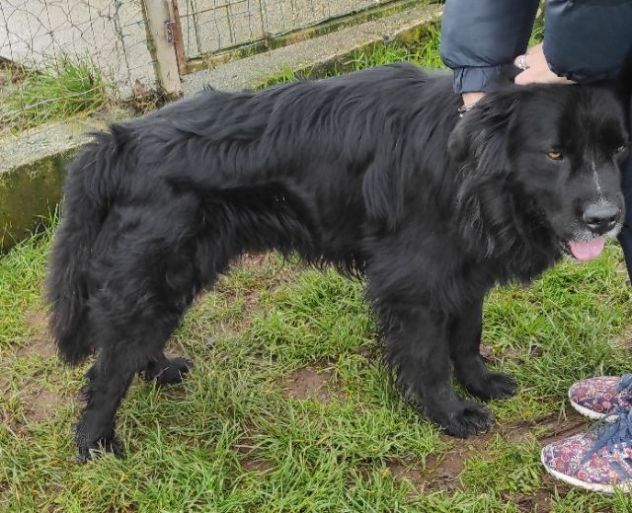 CANE IN ADOZIONE: NADAL, adorabile tenerone. - Foto 9