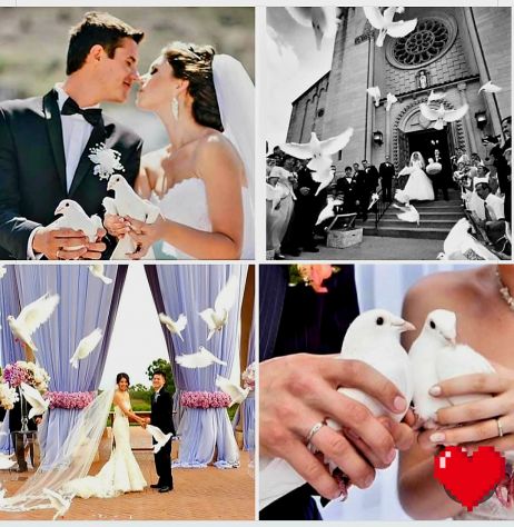 Lncio volo colombe bianche per matrimoni ed eventi in genere Napoli, e campania