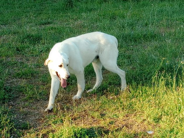 EDO, DOLCE CUCCIOLONE - Foto 7
