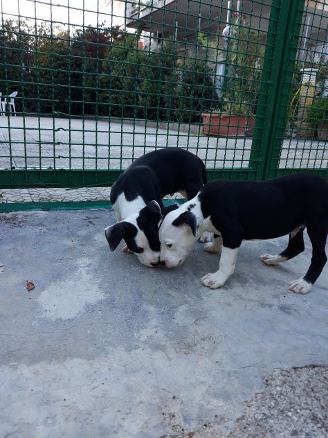 Allevamento Amstaff Black &amp; White Puglia con pedigree - Foto 4