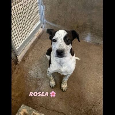 MAURA, VARCO, ROSEA, PEPPINO, CUCCIOLI IN ADOZIONE - Foto 9