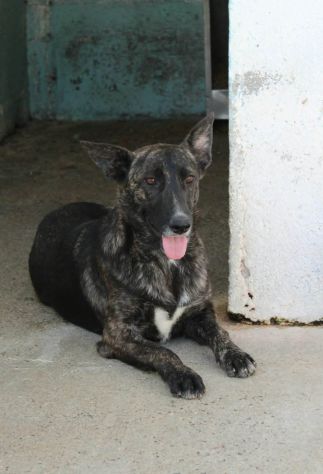 SIMONETTA 2 ANNI SIMIL MALINOIS TIGRATA IN CANILE DA QUANDO AVEVA POCHI GIORNI D - Foto 6