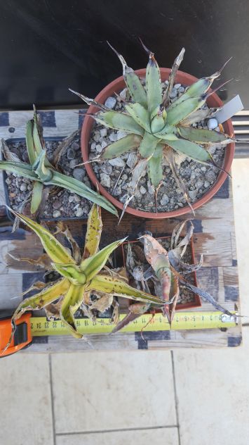 4 Agave Mini Da Collezione - Piante Grasse Cactus - Foto 2