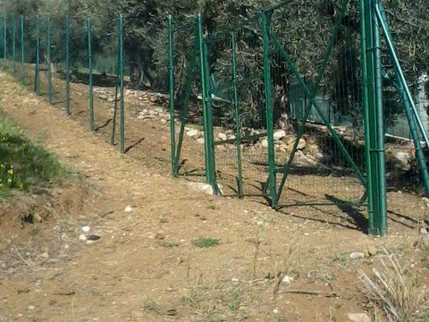 Terreno uliveto recintato - Foto 3