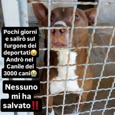 TRUMP AFFETTUOSO SOCIEVOLE CANE IN ADOZIONE URGENTE - Foto 2