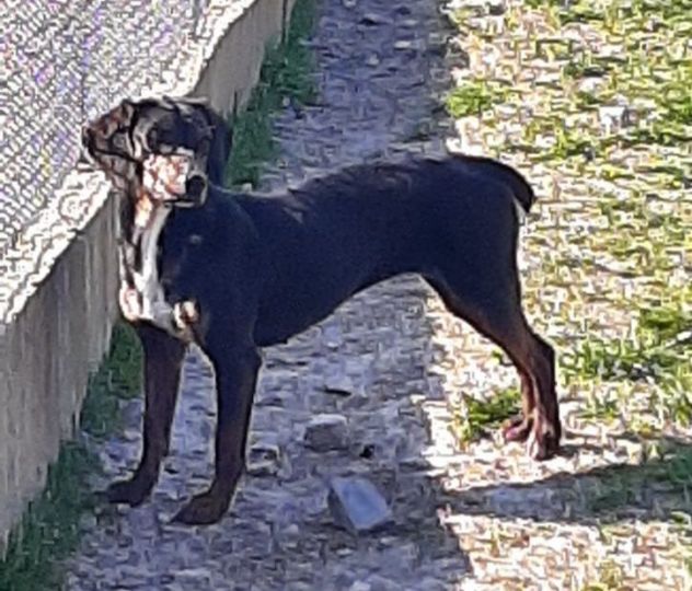 GILDA 4anni buona con tutti i cani! - Foto 5