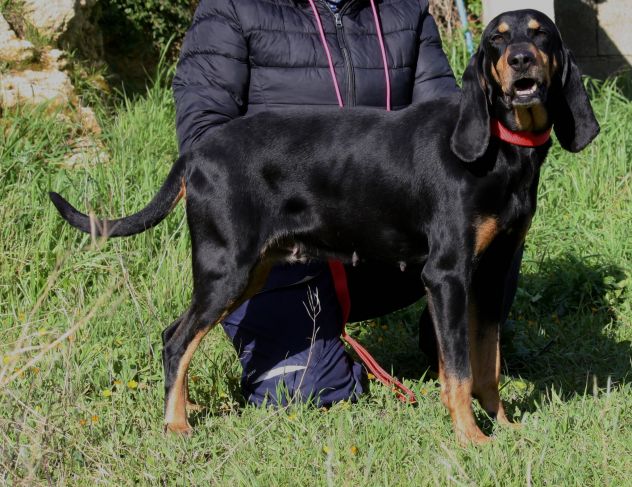 Cerco una famiglia che possa amarmi fino alla fine, io sarò fedele sempre.... - Foto 3