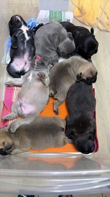 Cuccioli bulldog francesi - Foto 2