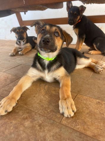 Regalo cucciole incrocio pastore tedesco - Foto 2