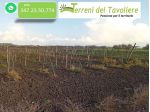 Terreno agricolo con vigneto – San Severo (località Coppa Porci)