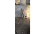 2 femmine Cane Lupo Cecoslovacco con pedigree