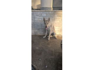 2 femmine Cane Lupo Cecoslovacco con pedigree